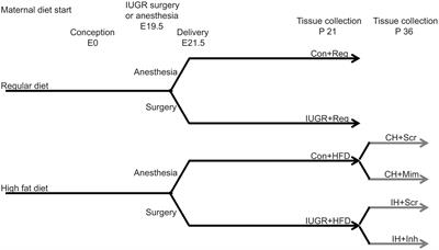 Prenatal Exposure to a Maternal High Fat Diet Increases Hepatic Cholesterol Accumulation in Intrauterine Growth Restricted Rats in Part Through MicroRNA-122 Inhibition of Cyp7a1